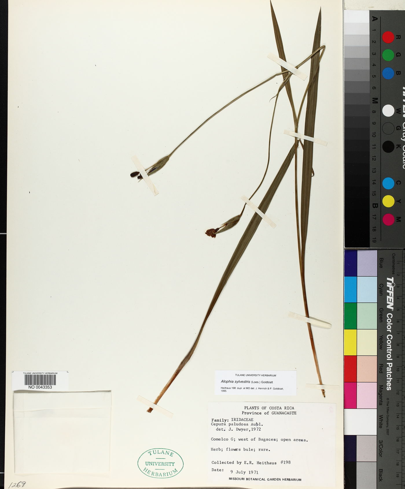 Alophia silvestris image