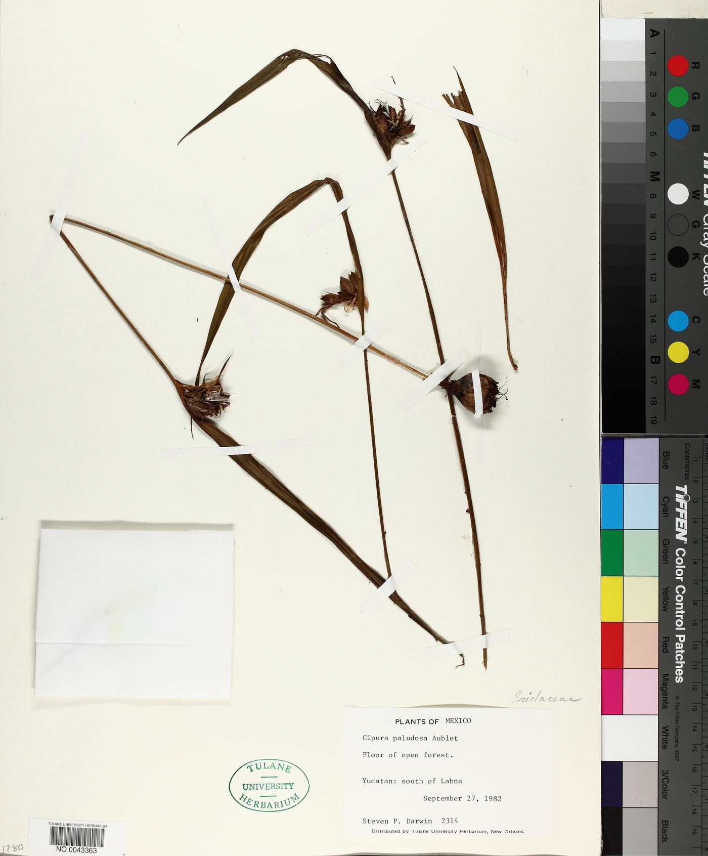 Cipura paludosa image