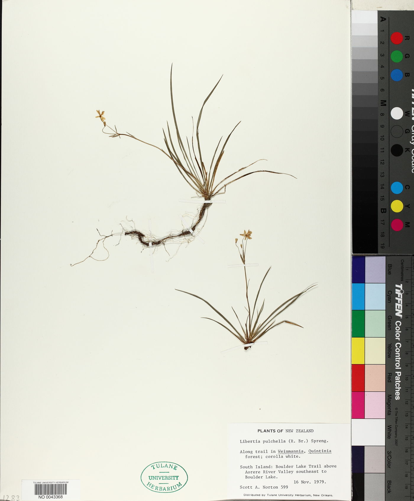 Libertia pulchella image