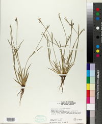 Sisyrinchium rosulatum image