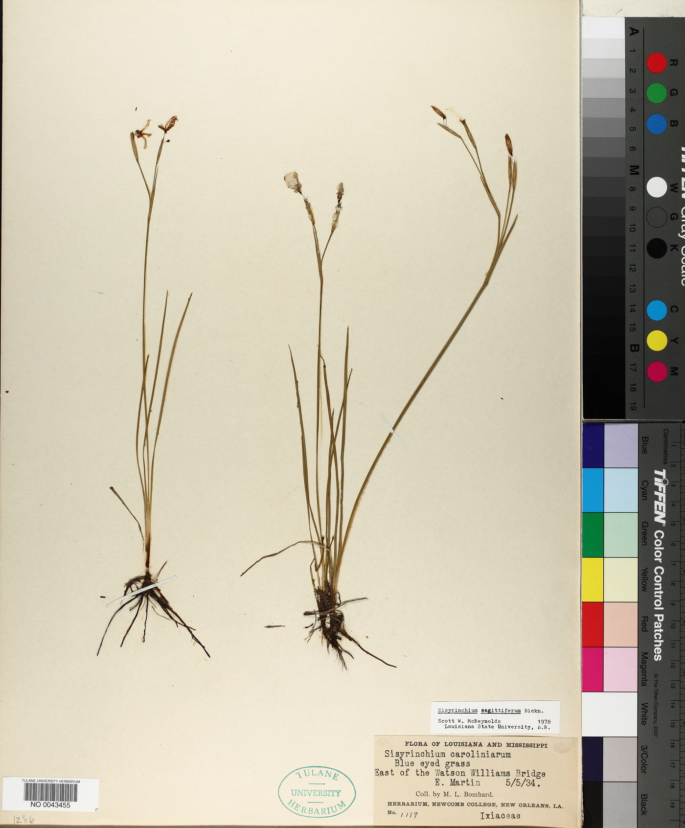 Sisyrinchium sagittiferum image