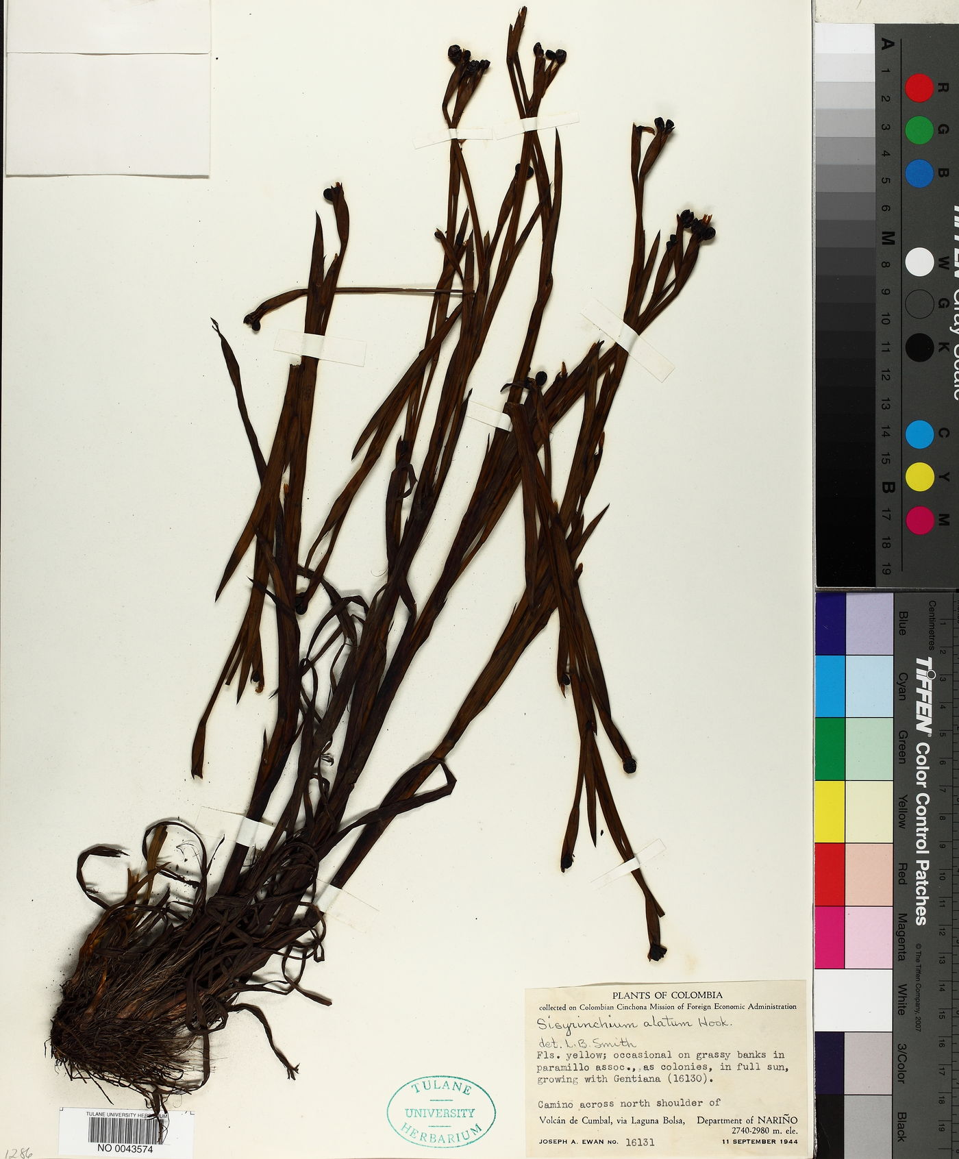 Sisyrinchium vaginatum subsp. vaginatum image