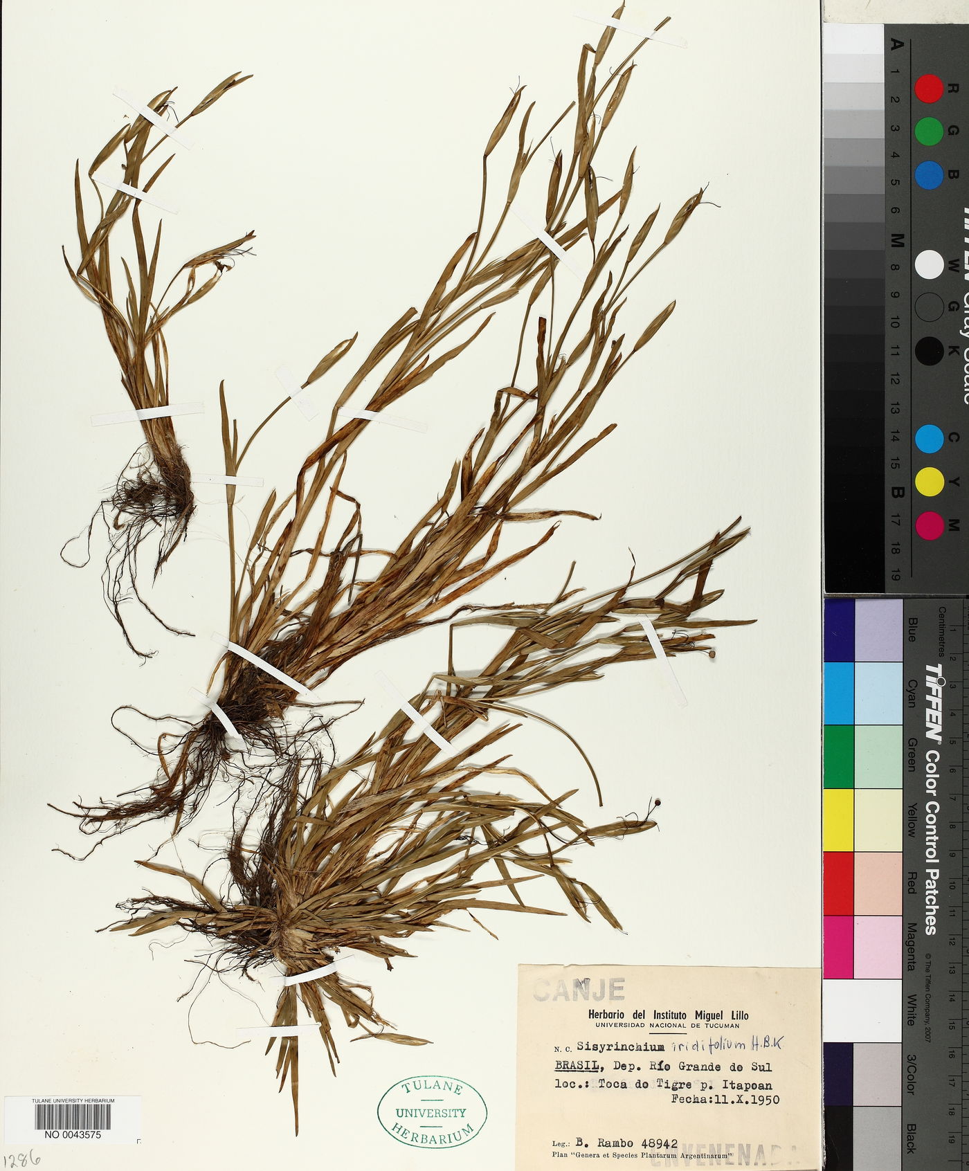Sisyrinchium iridifolium image