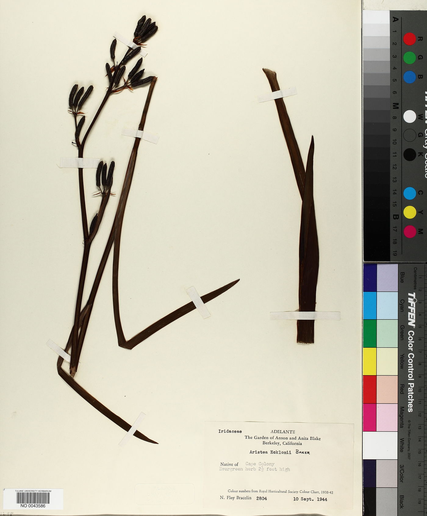 Aristea ecklonii image