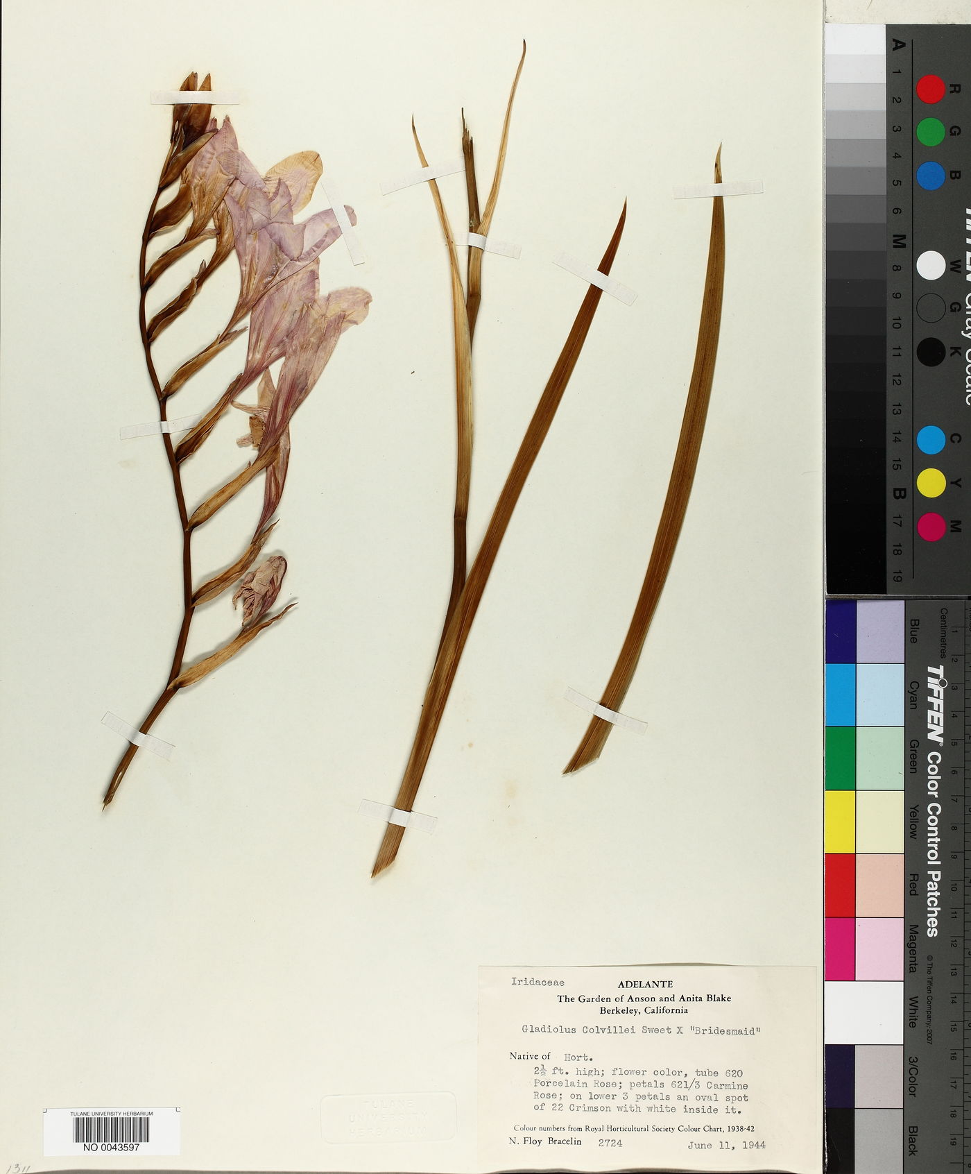 Gladiolus colvillei image