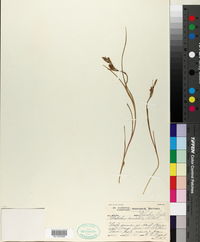 Image of Gladiolus arcuatus