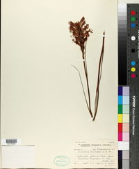 Anapalina burchellii image