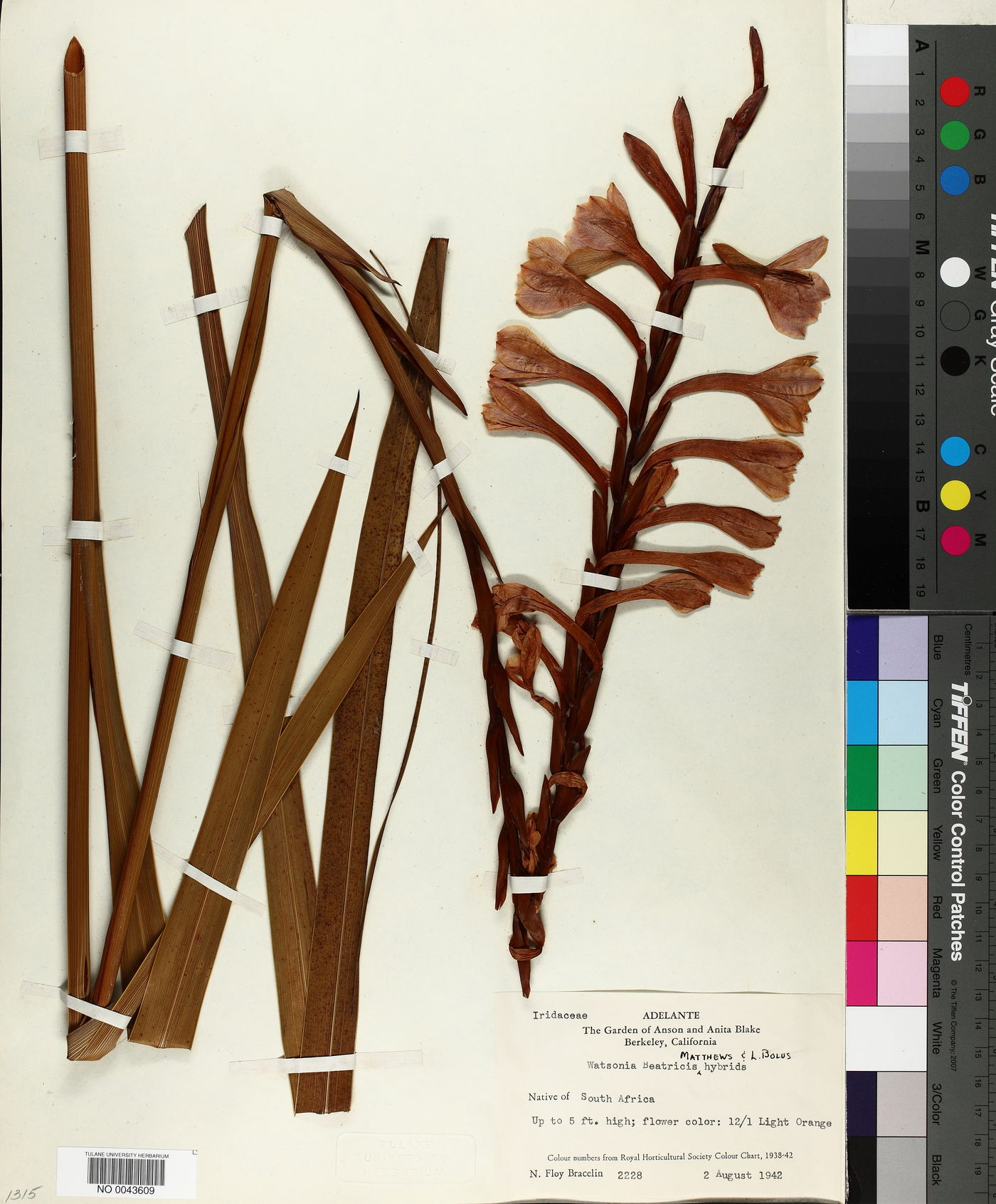 Watsonia beatricis image