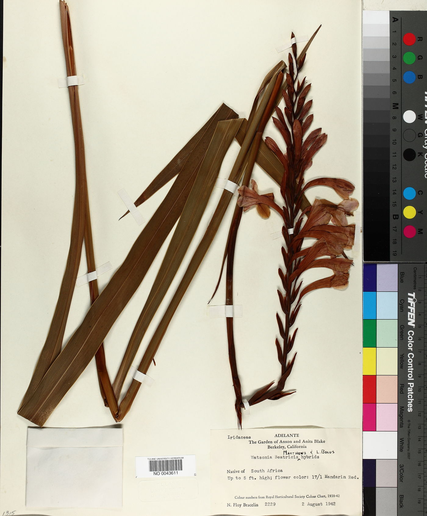 Watsonia beatricis image