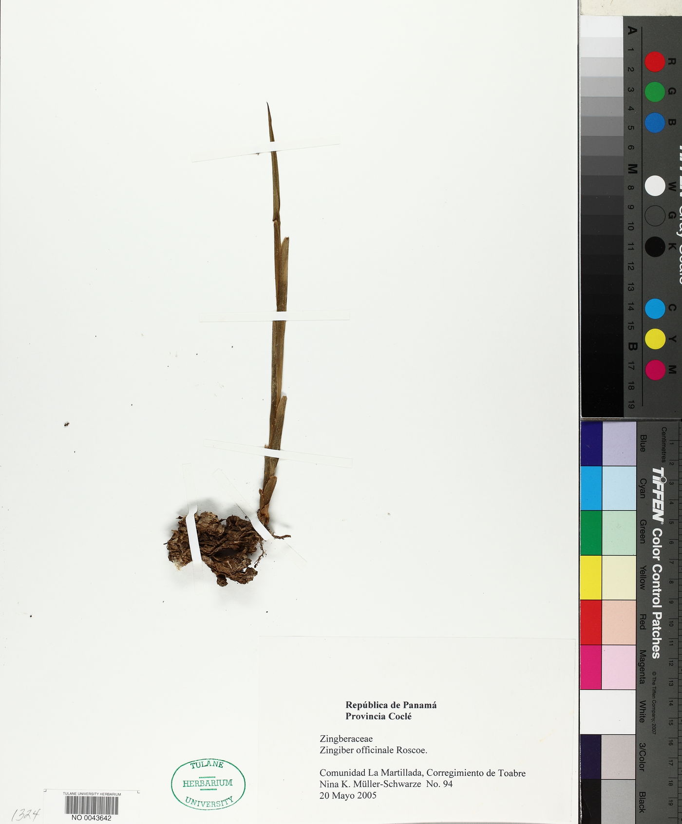 Zingiber officinale image