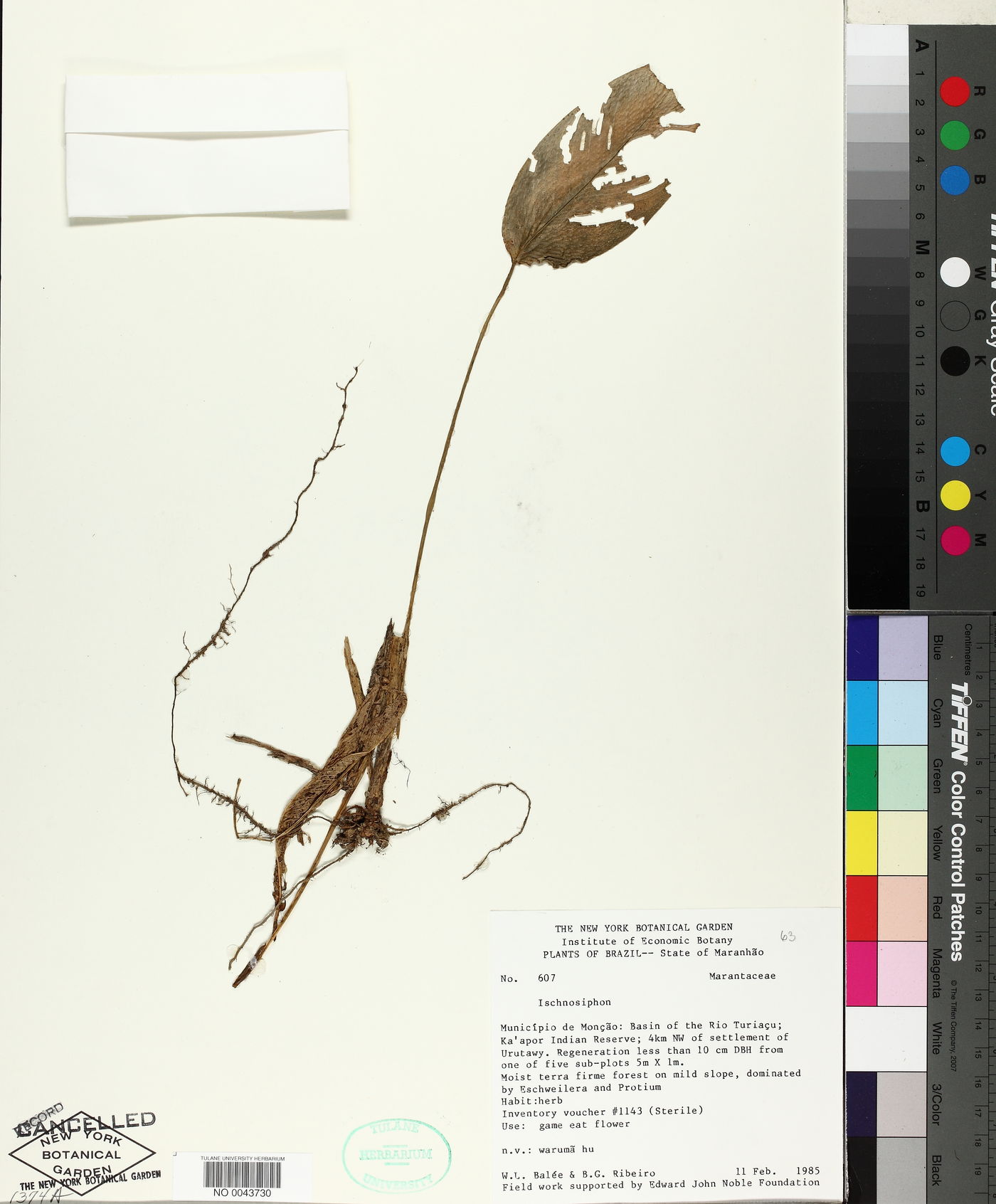 Ischnosiphon image