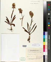 Dactylorhiza majalis image