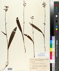 Platanthera clavellata image