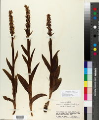 Platanthera dilatata image