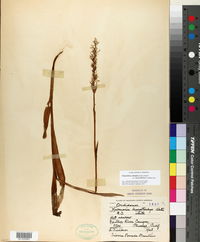 Platanthera dilatata image