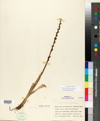 Image of Piperia cooperi