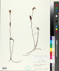 Pogonia ophioglossoides image