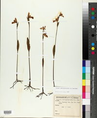 Pogonia ophioglossoides image