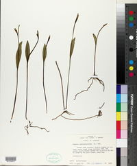 Pogonia ophioglossoides image