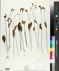 Pogonia ophioglossoides image