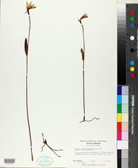 Pogonia ophioglossoides image