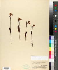 Pogonia ophioglossoides image