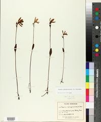 Pogonia ophioglossoides image