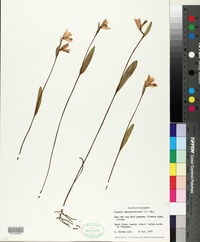 Pogonia ophioglossoides image