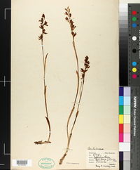 Cephalanthera austinae image