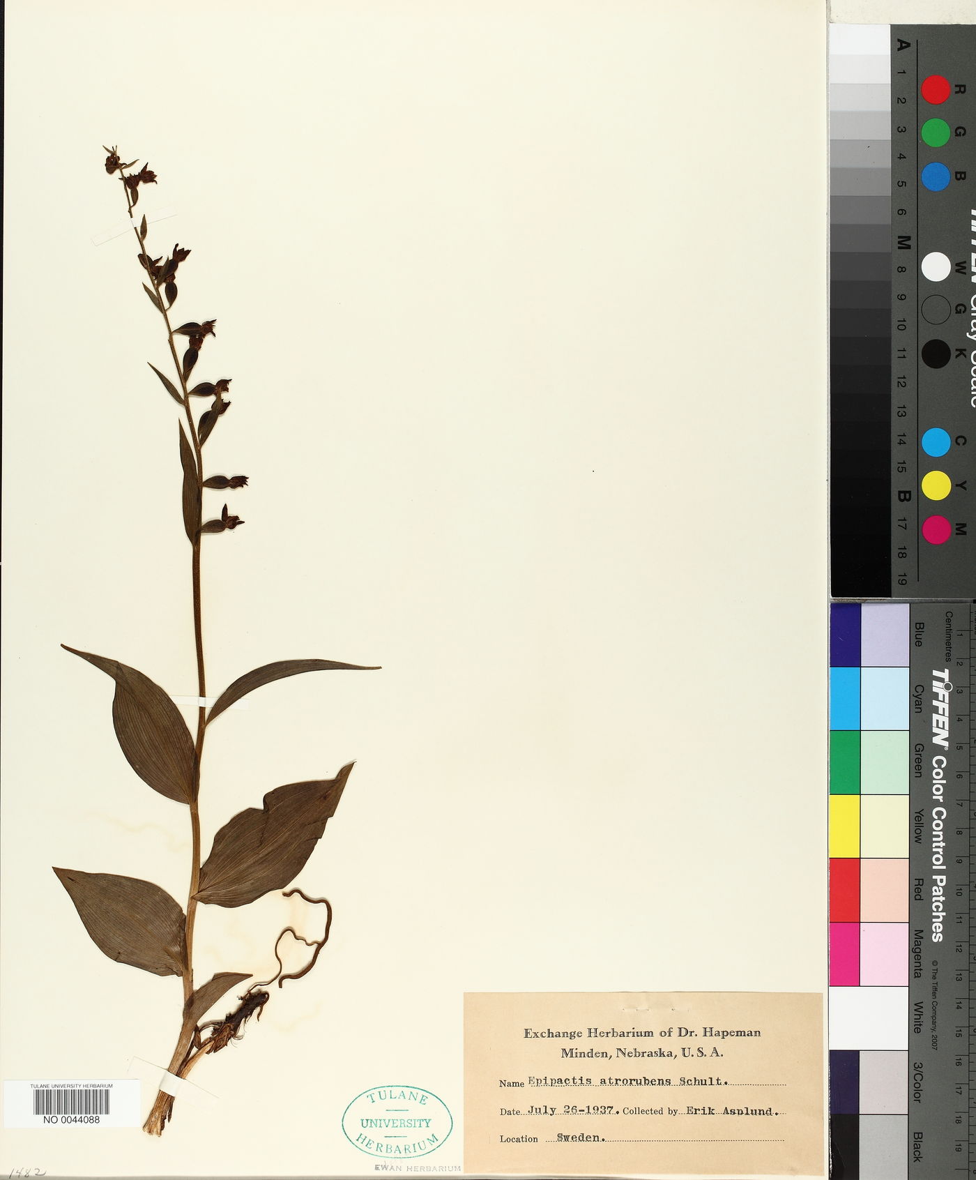 Epipactis atrorubens image