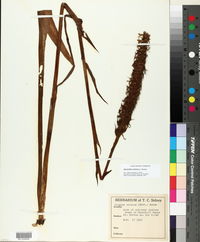 Spiranthes cernua image