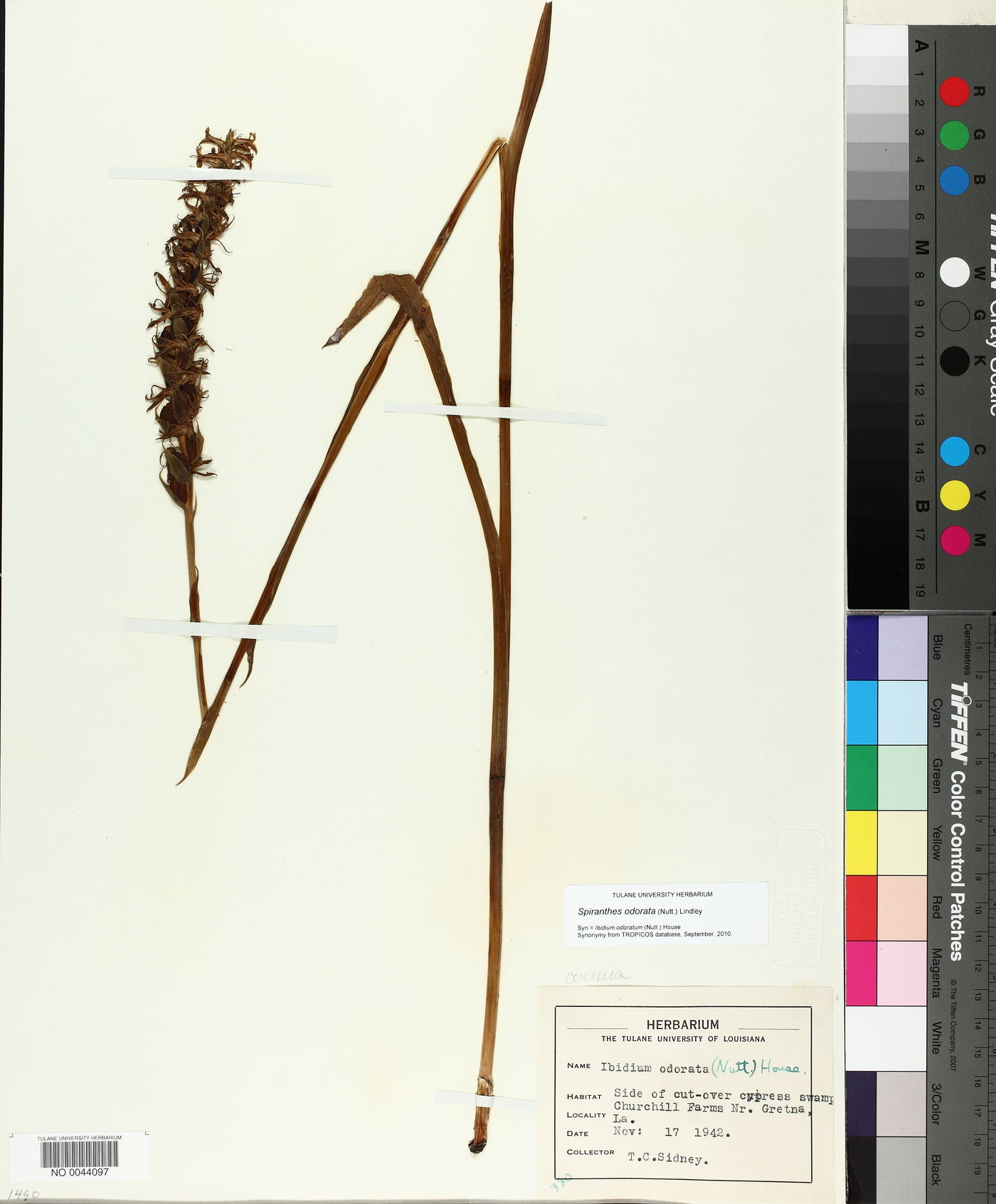 Spiranthes odorata image