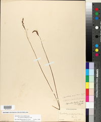 Spiranthes lacera image