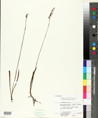 Spiranthes praecox image