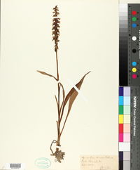 Spiranthes cernua image