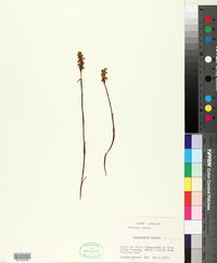 Spiranthes cernua image