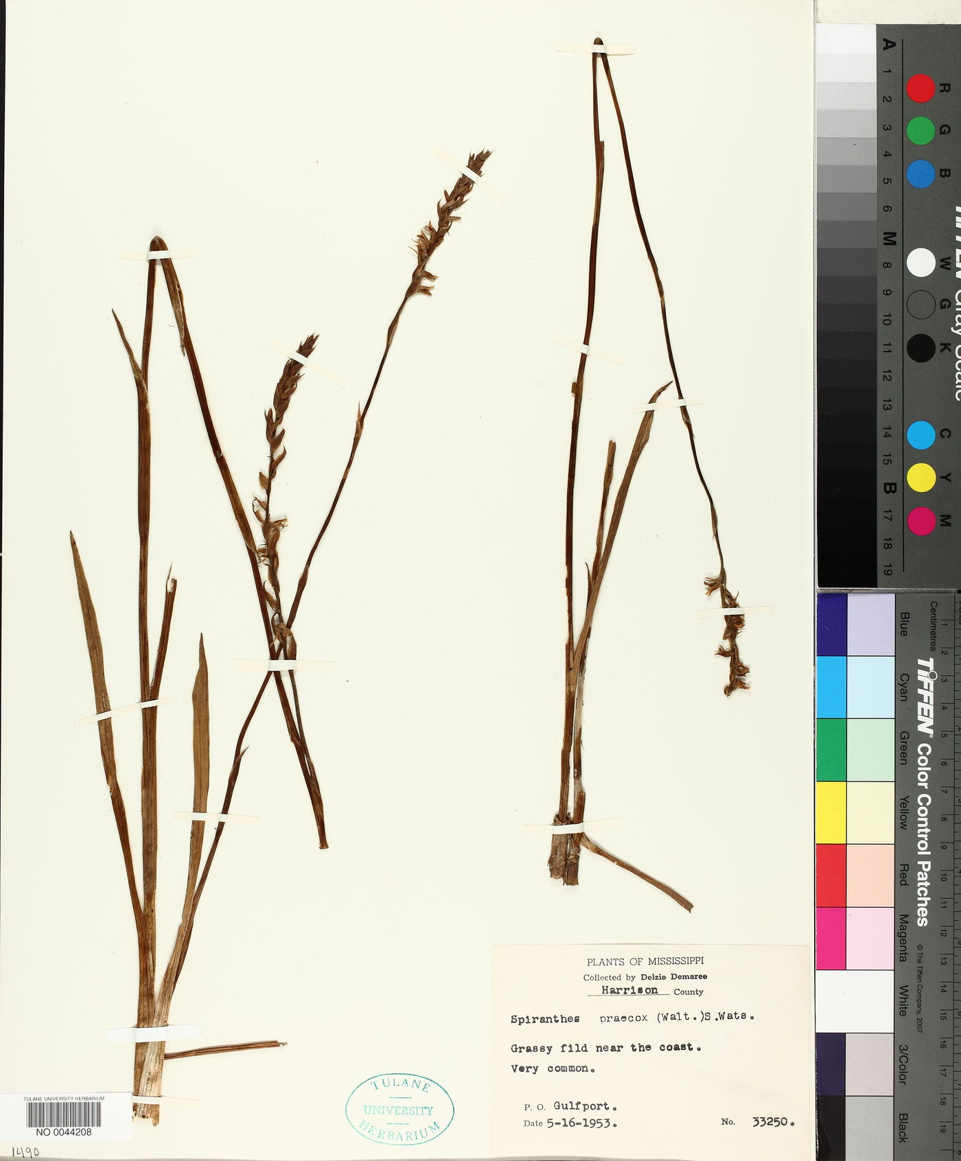 Spiranthes praecox image