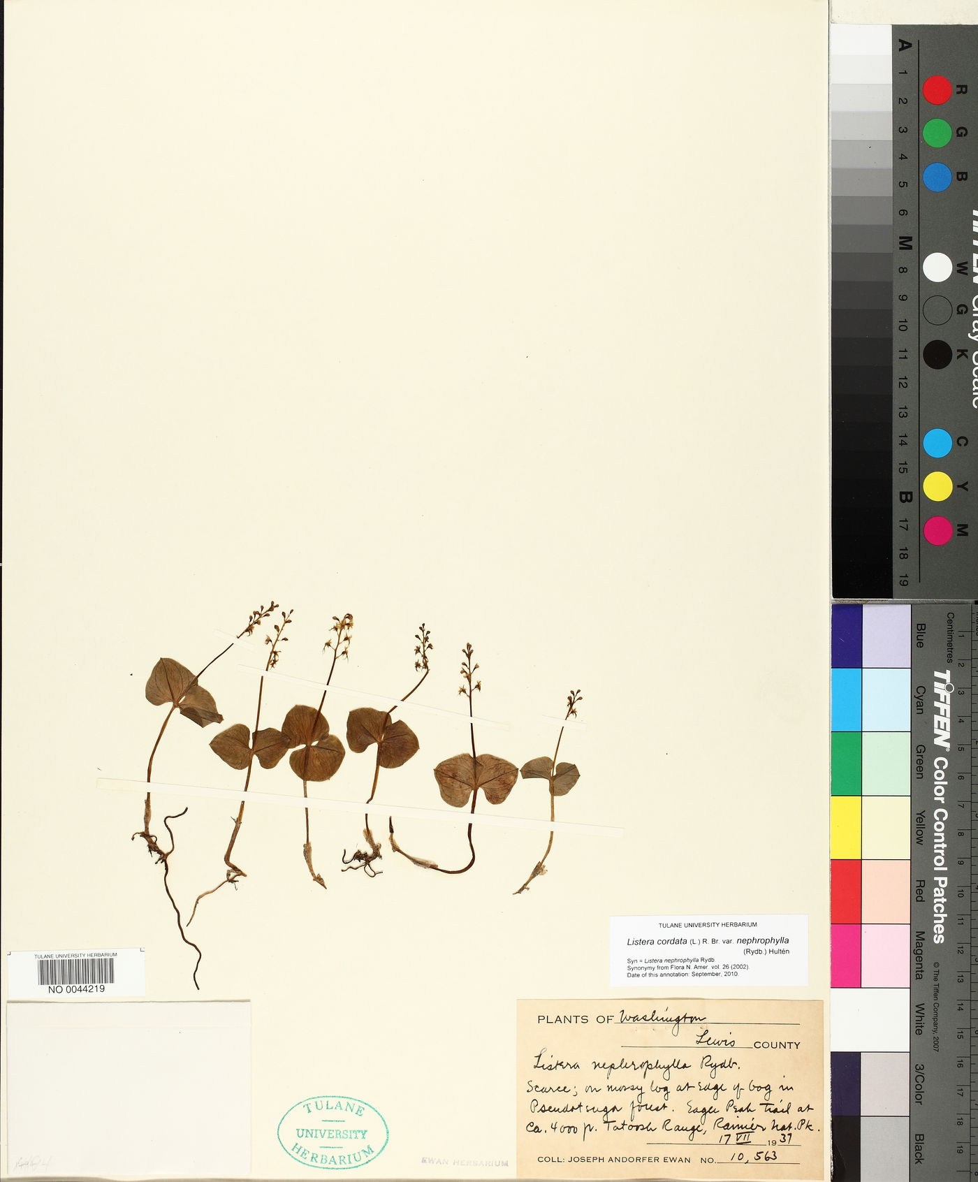 Listera cordata var. nephrophylla image