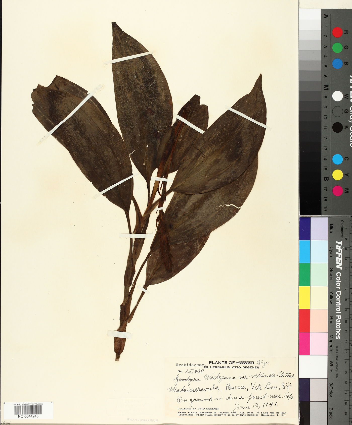 Goodyera waitziana var. vitiensis image
