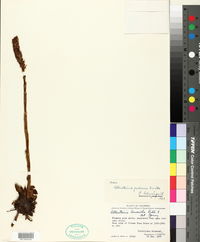 Image of Altensteinia paleacea