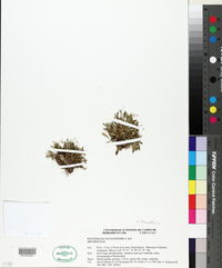 Specklinia yucatanensis image