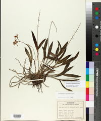 Epidendrum magnoliae image