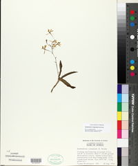Epidendrum magnoliae image