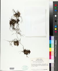 Epidendrum schlechterianum image
