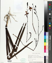 Encyclia gracilis image