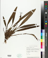 Image of Maxillaria bradei
