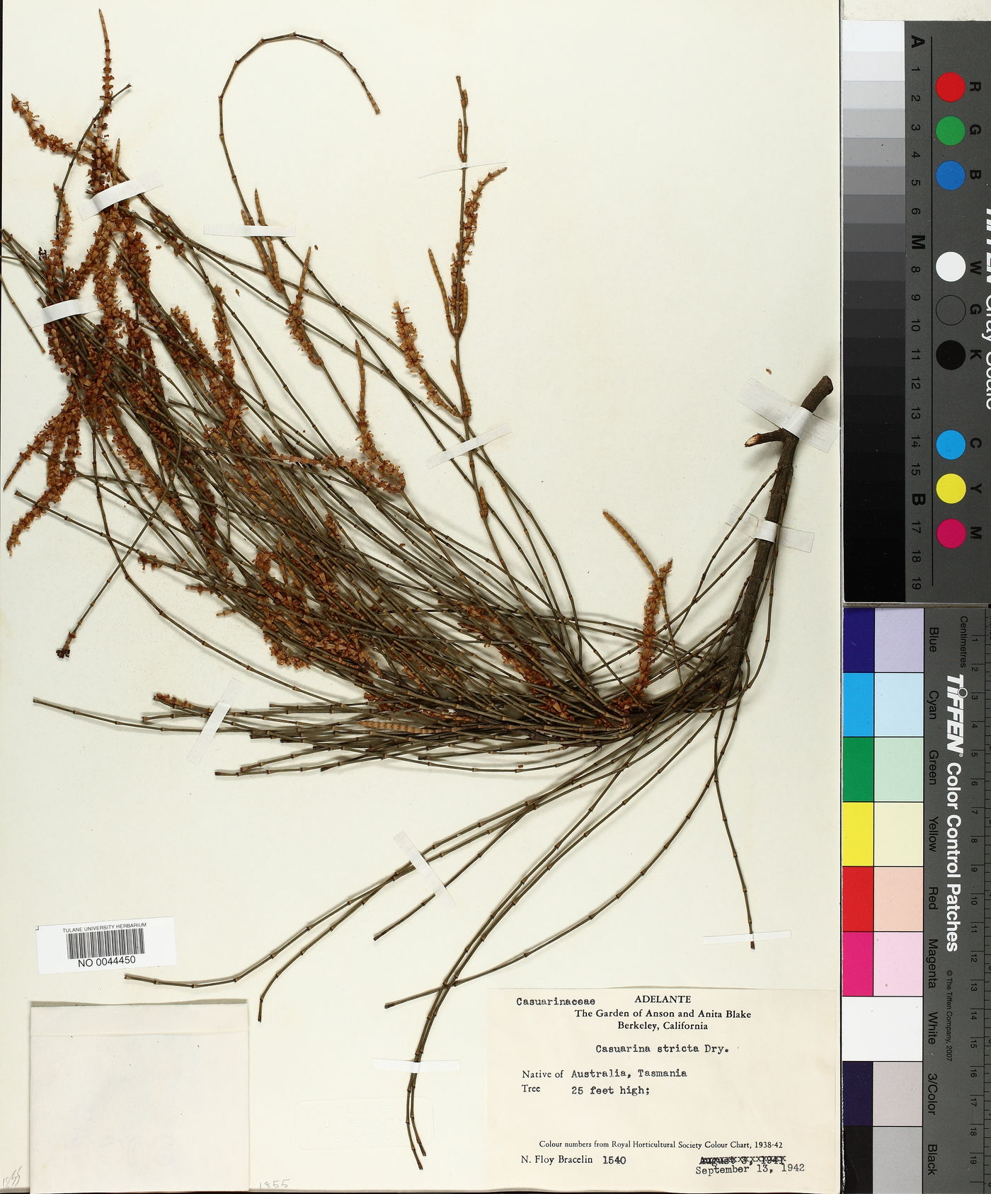 Casuarina stricta image