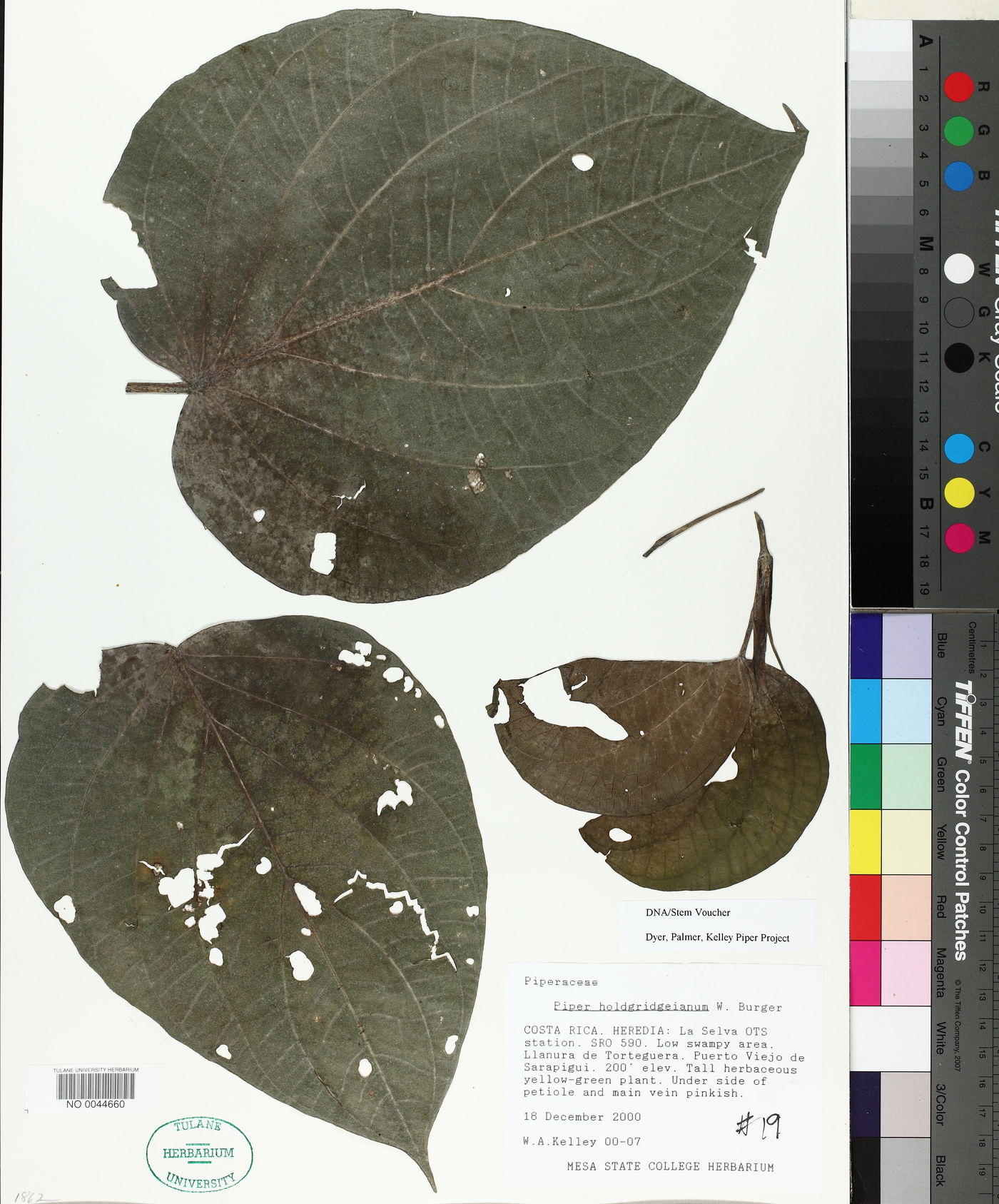 Piper holdridgeanum image