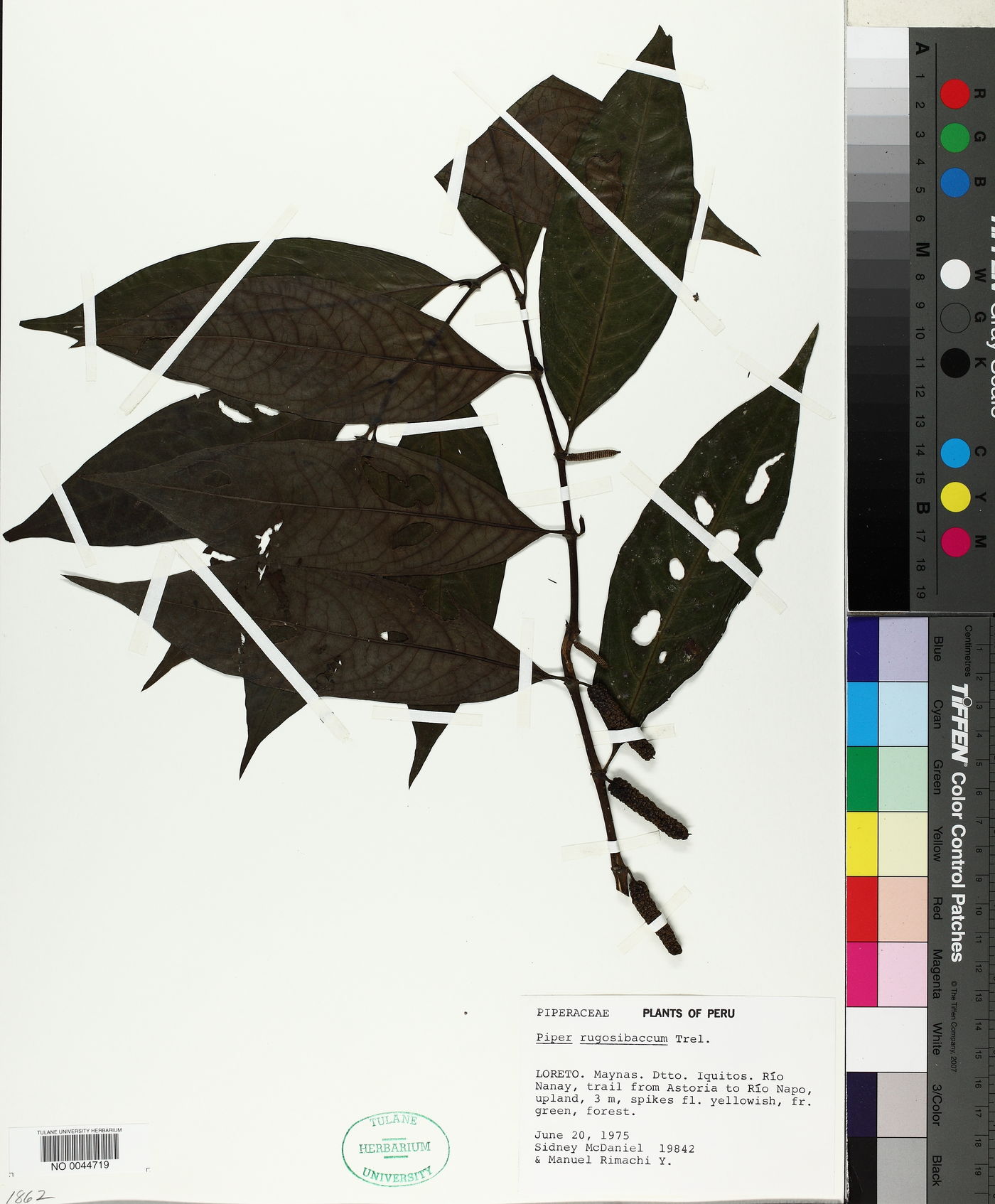 Piper rugosibaccum image