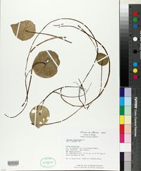 Peperomia campylotropa image